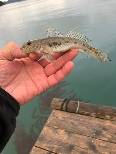 マハゼの釣果