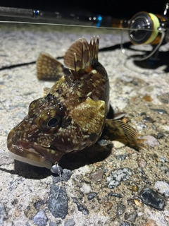 カサゴの釣果