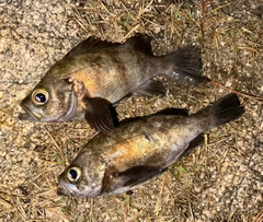 メバルの釣果