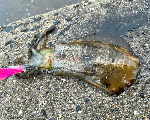 アオリイカの釣果