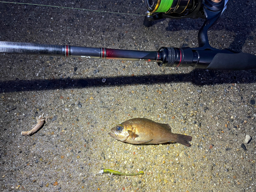 メバルの釣果