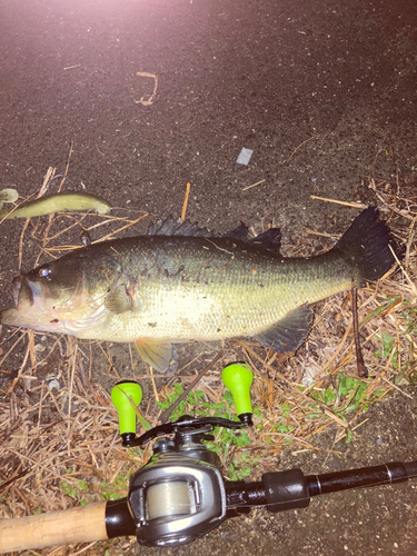 ラージマウスバスの釣果