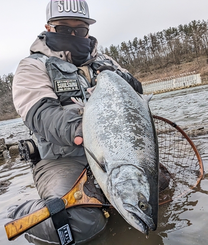 サクラマスの釣果