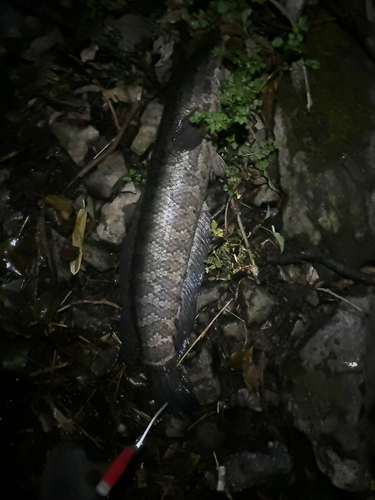 ライギョの釣果