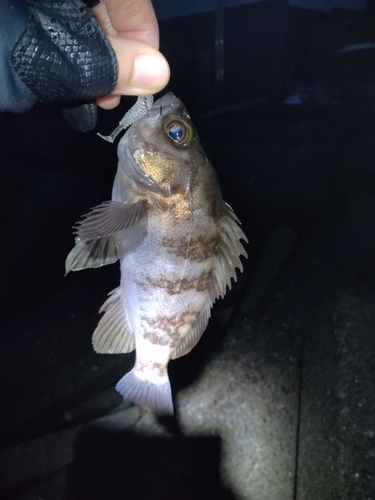 シロメバルの釣果