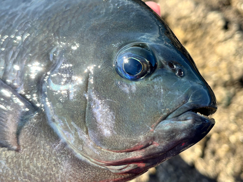 メジナの釣果