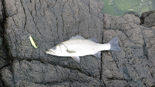 ヒラスズキの釣果