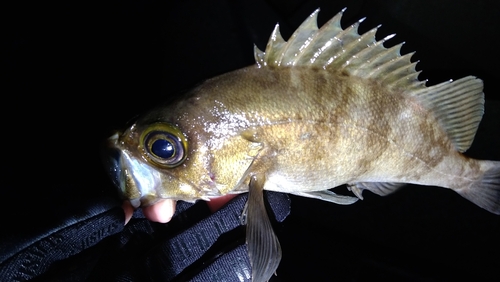 シロメバルの釣果