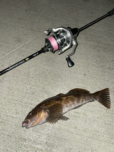 アイナメの釣果