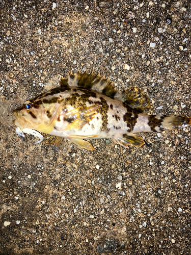 タケノコメバルの釣果