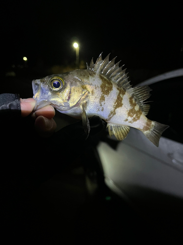 メバルの釣果