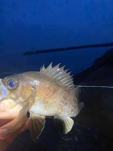 メバルの釣果