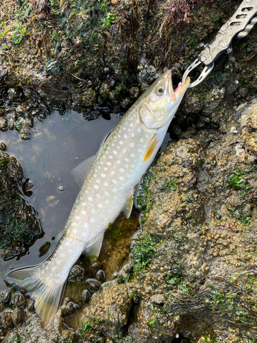 アメマスの釣果