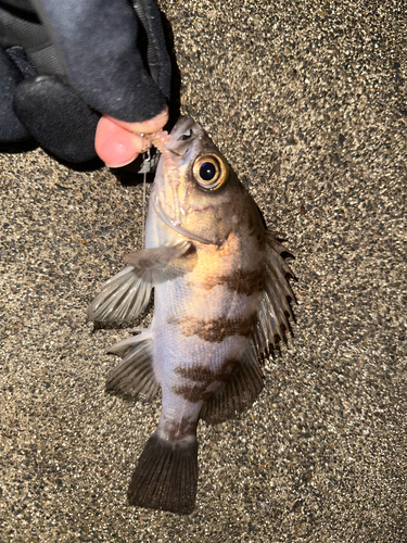 メバルの釣果