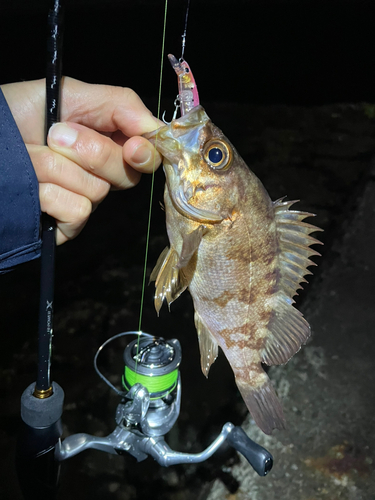 メバルの釣果