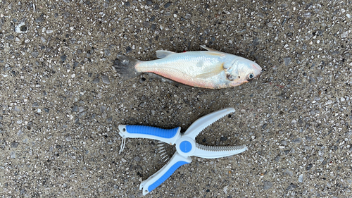 川崎工場地帯で釣れたイシモチの釣り・釣果情報 - アングラーズ