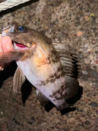 メバルの釣果