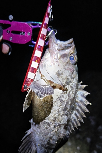 クロソイの釣果