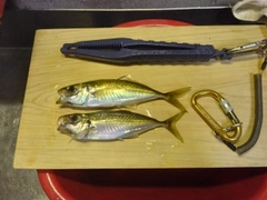 マアジの釣果