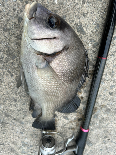 クロコショウダイの釣果