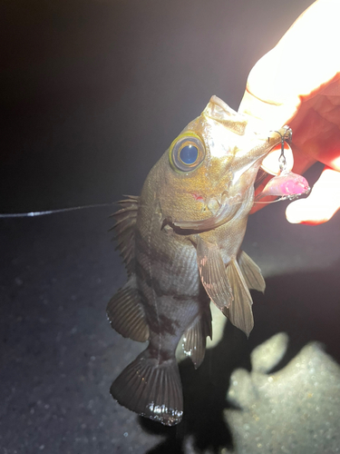 メバルの釣果