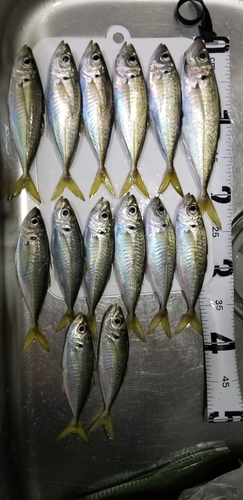 アジの釣果