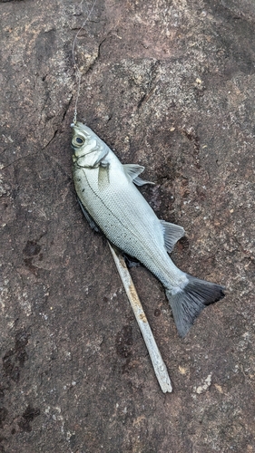 セイゴ（ヒラスズキ）の釣果