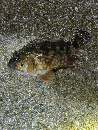 カサゴの釣果