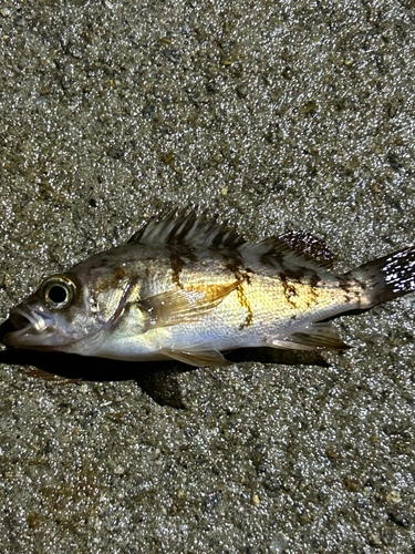 メバルの釣果