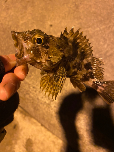 カサゴの釣果