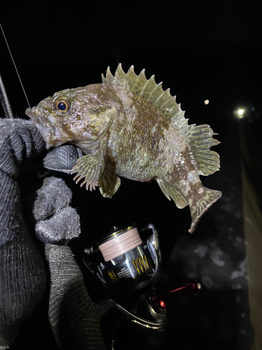 ムラソイの釣果