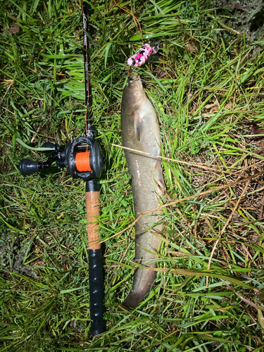 ナマズの釣果