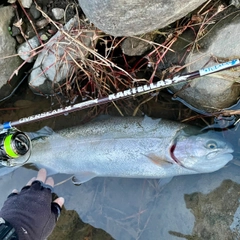 ホウライマスの釣果