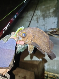 メバルの釣果