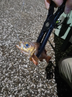 メバルの釣果