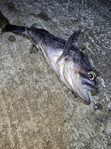 クロソイの釣果