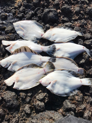 カレイの釣果