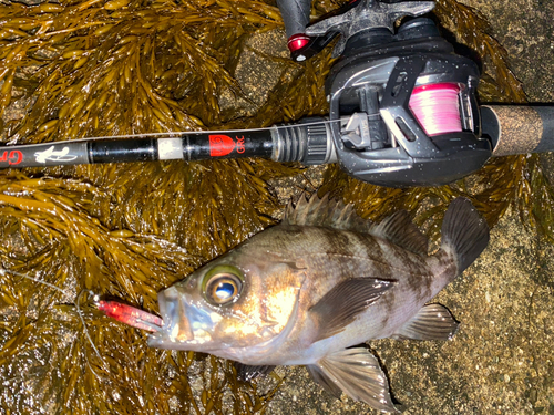 メバルの釣果