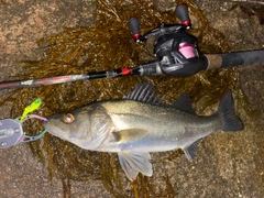 セイゴ（マルスズキ）の釣果