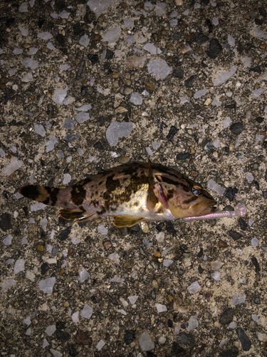 タケノコメバルの釣果