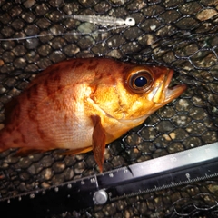 メバルの釣果