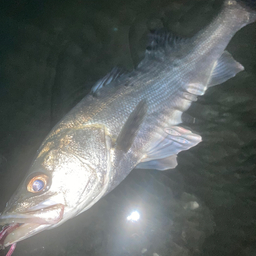 Kすけの釣果