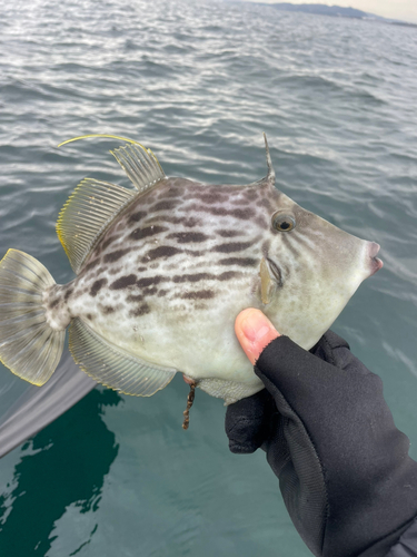 カワハギの釣果