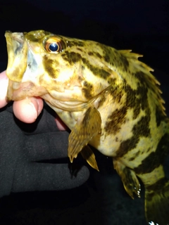 タケノコメバルの釣果