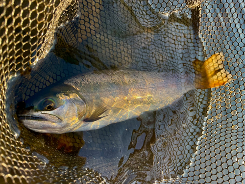 ヤマメの釣果