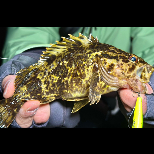 タケノコメバルの釣果