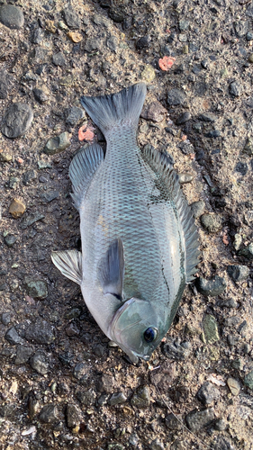 メジナの釣果