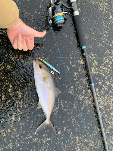 カンパチの釣果