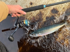 ゴマサバの釣果