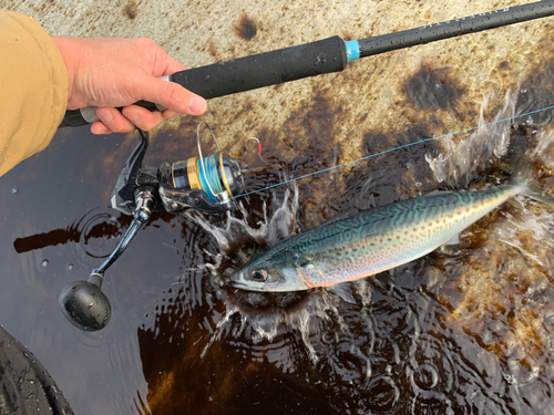 ゴマサバの釣果